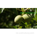 Yunnan Ursprung Chinesische Walnusskerne -Lichtquartiere